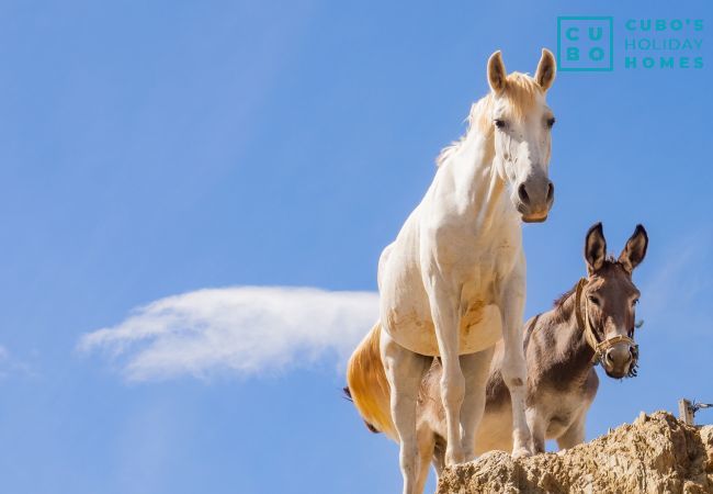 Casa rural en Ardales - Cubo's Casa Rural Jose & Caminito del Rey Casa rural en Ardales - Cubo's Casa Rural Jose & Caminito del Rey