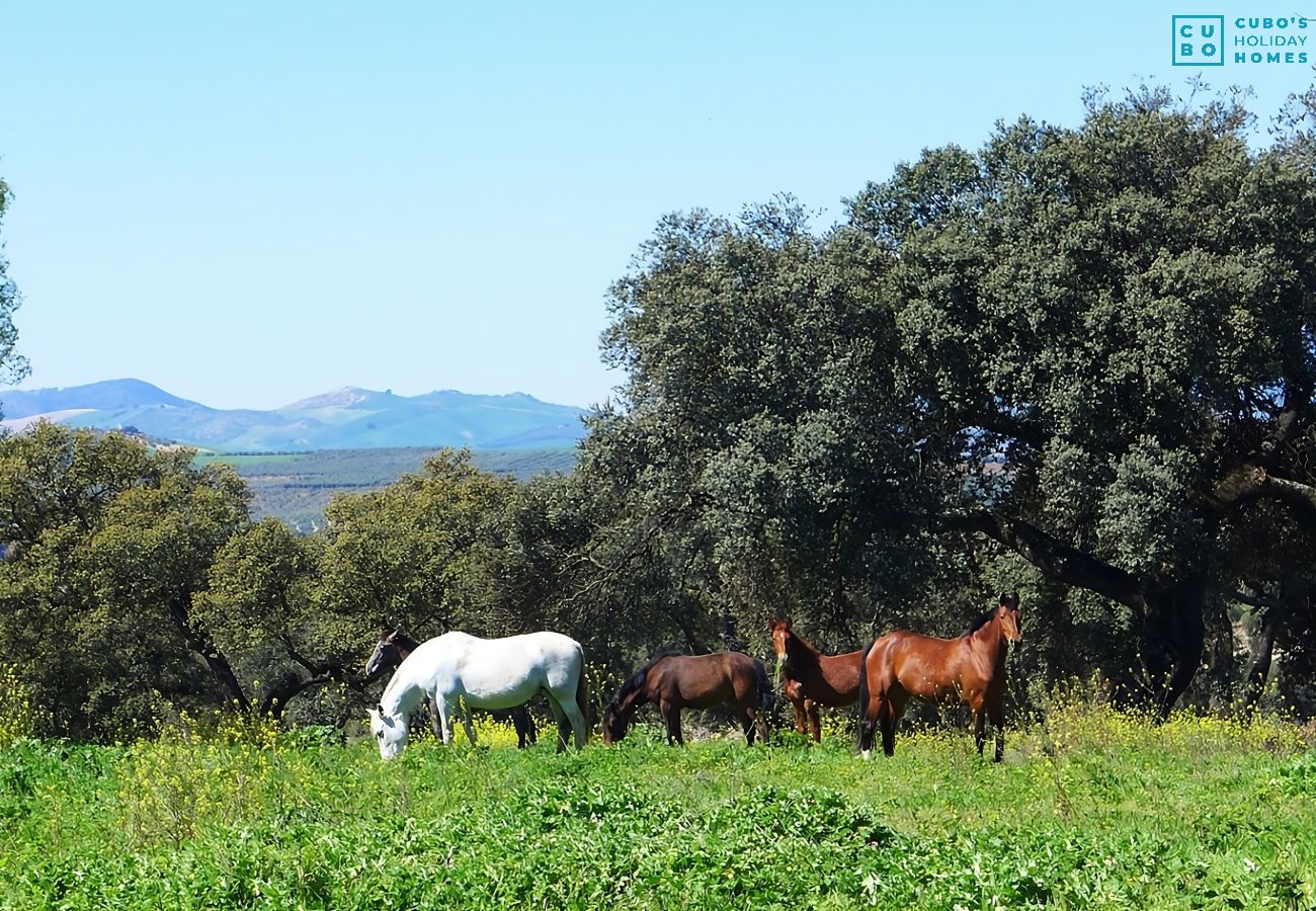 Casa rural en Setenil de las Bodegas - Cubo's El Baldio Country House - Setenil Bodegas