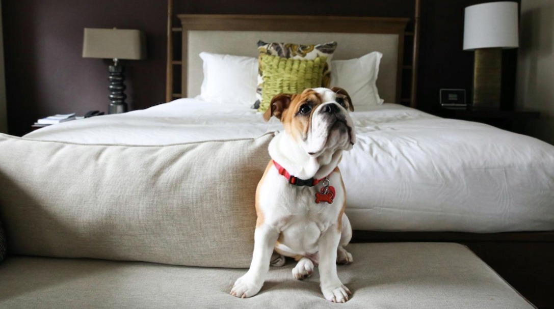 Auge de los destinos turísticos Pet Friendly