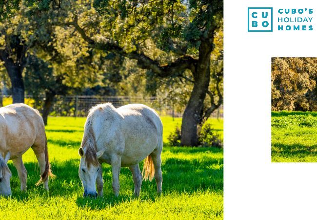 Gîte Rural à Alcalá del Valle - Cubo's Casa Rural Hacienda El Baldio Gîte Rural à Alcalá del Valle - Cubo's Casa Rural Hacienda El Baldio