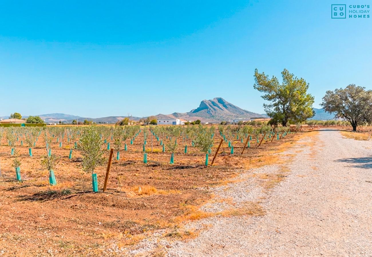 Gîte Rural à Antequera - Cubo's Cortijo La Olivera